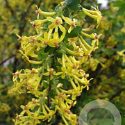 Ribes odoratum 125-150 cm 20L