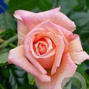 Rosa (H) Barock 200-250 cm 20L 3 stok