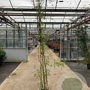 Rosa banksiae 'Rosea' 200-250 cm 20L 3 stok