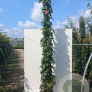 Rosa (F) 'Camelot' 200-250 cm 20L 3 stok