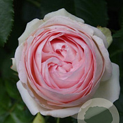 Rosa (T) 'Eden Rose' 200-250 cm 20L 3 stok