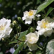 Rosa (K) Guirlande d' Amour 200-250 cm 20L 3 stok