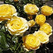 Rosa (K) Golden Gate 200-250 cm 20L 3 stok