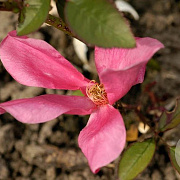 Rosa (H) 'Mutabilis' 100-125 cm 20L