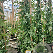 Rosa (K) 'Paul's Him. Musk Rambler' 200-250 cm 20L 3 stok