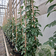 Rosa (K) Rosanna 200-250 cm 20L 3 stok