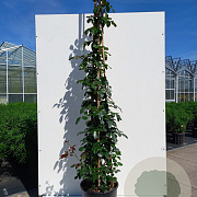 Rosa (K) Florentina 200-250 cm 20L 3 stok
