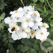 Rosa (H) 'Visamalbi' 80-100 cm 20L