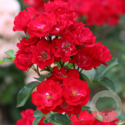 Rosa (F) 'Viscoal' 80-100 cm 20L