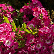 Rosa (H) 'Visraroda' 80-100 cm 20L