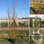 Salix 'Caradoc' 175-200 cm 20L