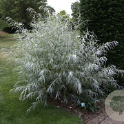 Salix exigua 150-175 cm 20L