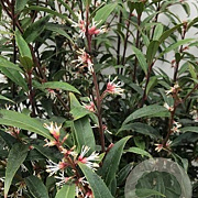 Sarcococca h. 'Purple Stem' 80-100 cm 20L