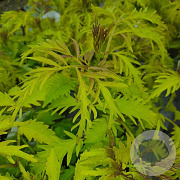 Sambucus racemosa 'Sutherland Gold' 150-175 cm 20L