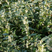 Sarcococca ruscifolia 80-100 cm 20L
