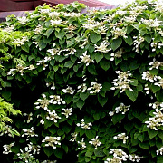 Schizophragma hyd. 'Moonlight' 175-200 cm 20L 3 stok
