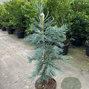Sequoiadendron g. 'Glaucum' 125-150 cm 20L