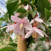 Styrax jap. 'Rubra Pendula' 200-250 cm 35L