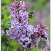 Syringa hyac. 'Lavender Lady' 125-150 cm 20L