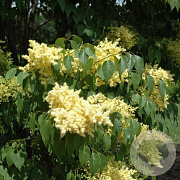 Syringa pekin. Beijing Gold 175-200 cm 20L