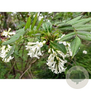 Syringa pinnatifolia 200-250 cm 50L