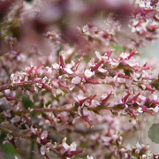 Tamarix gallica 300-350 cm cont. 80L