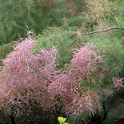 Tamarix ramosissima 450-500 cm cont. 180L