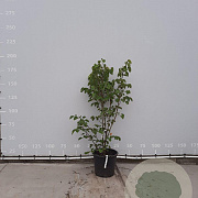 Tilia henryana 125-150 cm 35L