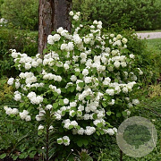 Viburnum plic. Opening Day 175-200 cm 50L
