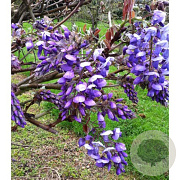 Wisteria brach. 'Okayama' 250-300 cm 20L met stok