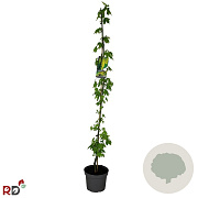Laburnum wat. 'Vossii' 150-175 cm 5,0L met stok