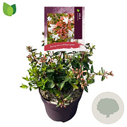 Abelia grandiflora 25-30 cm 2,0L