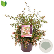 Abelia grandiflora 40-50 cm 7,5L