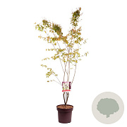 Amelanchier lamarckii 150-175 cm 13L