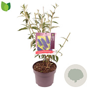 Buddleja d. 'Black Knight' 60-80 cm 5,0L