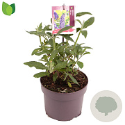 Buddleja d. 'Empire Blue' 25-30 cm 3,0L