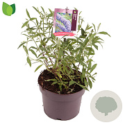 Buddleja d. 'Nanho Blue' 25-30 cm 3,0L