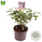 Buddleja d. 'Pink Delight' 25-30 cm 3,0L