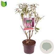Buddleja d. 'Pink Delight' 60-80 cm 5,0L