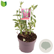 Buddleja d. 'Royal Red' 25-30 cm 3,0L