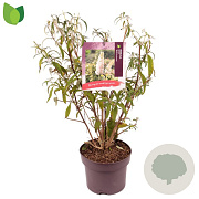Buddleja d. 'White Profusion' 60-80 cm 5,0L