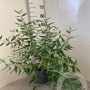 Caryopteris cland. 'Heavenly Blue' 30-40 cm 5,0L