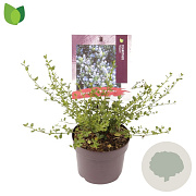 Ceanothus impressus 'Victoria' 30-40 cm 2,0L