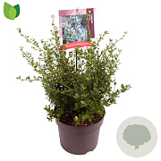 Ceanothus impressus 'Victoria' 40-45 cm 7,5L