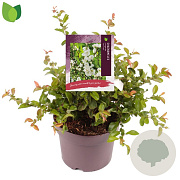 Chaenomeles sup. 'Jet Trail' 25-30 cm 3,0L