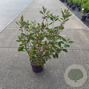 Cornus alba Nightfall 100-120 cm 7,5L
