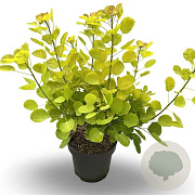 Cotinus cog. Golden Spirit 60-80 cm 13L