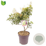 Cotinus cog. Golden Spirit 60-80 cm 13L