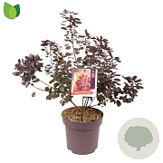 Cotinus cog. 'Royal Purple' 60-80 cm 13L