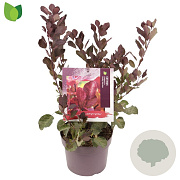 Cotinus Dusky Maiden 30-40 cm 3,0L